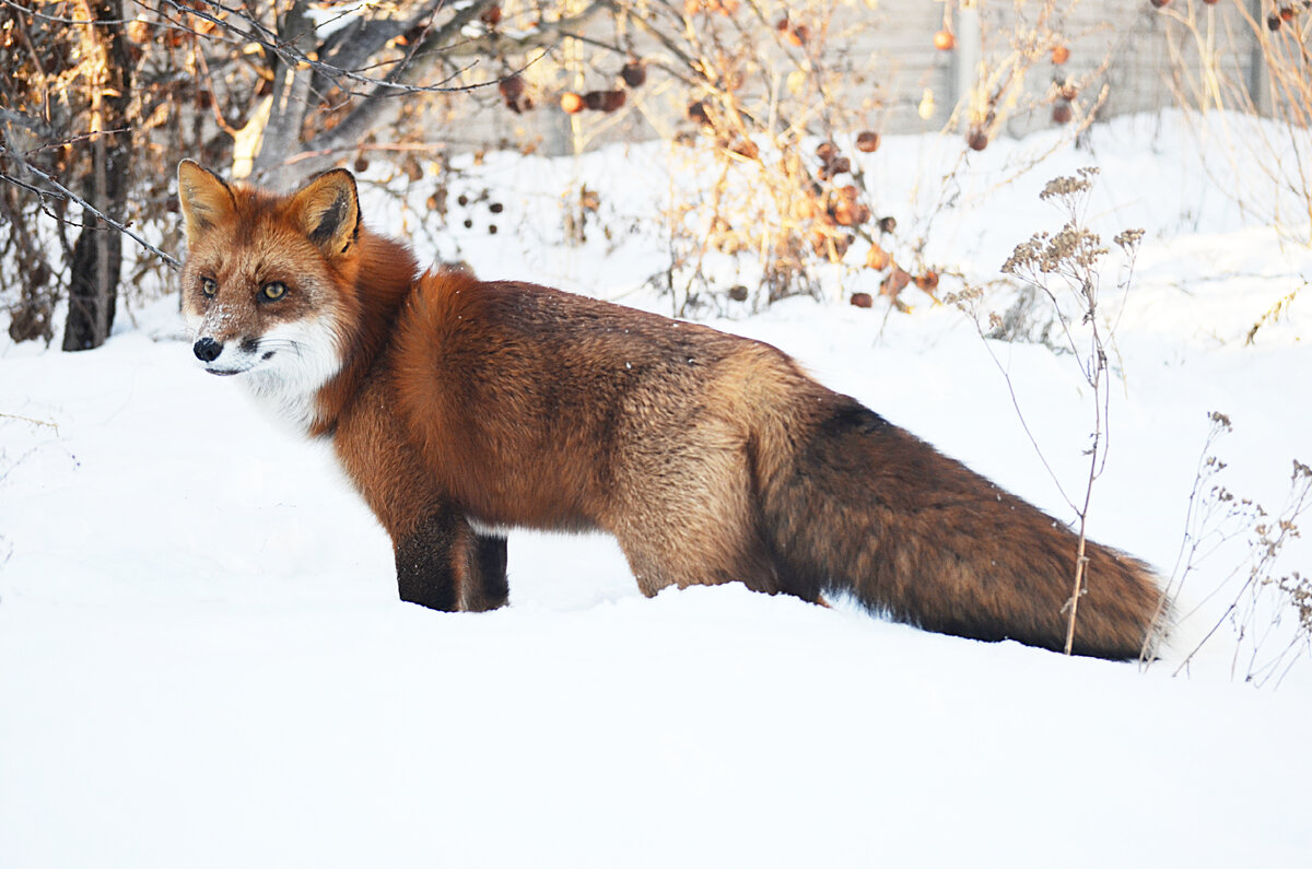 почему часто выходит. вздутие кишечника и газообразование. причины образования газов в желудке и кишечнике. метеоризм. почему часто выходит.