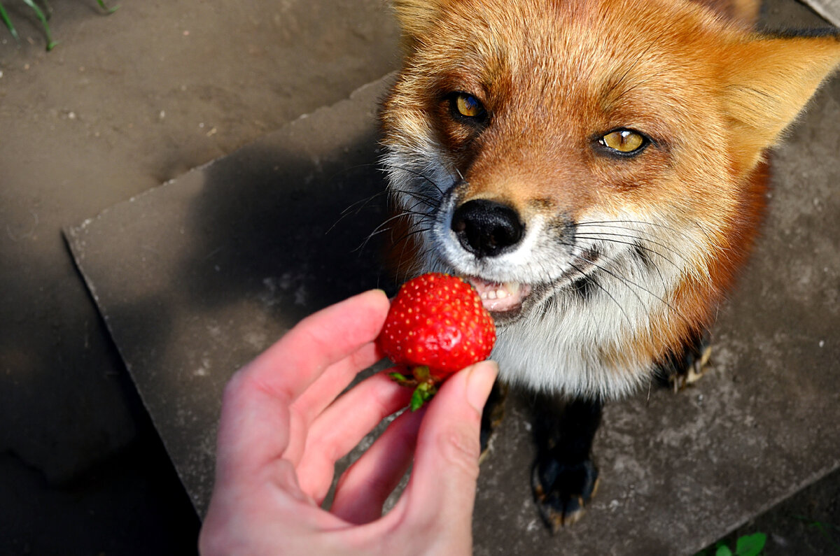 Very fox. Лиса ест. Лиса кушает. Лиса ест клубнику. Лиса и ягоды.