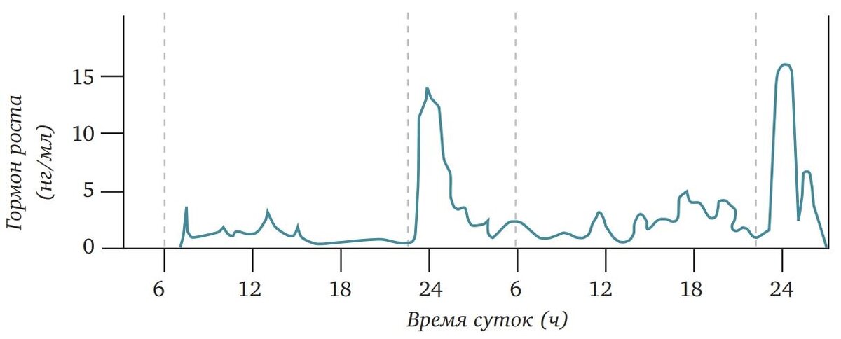 Пик секреции гормона роста приходиться с 22:00 до 2:00, затем резко идет на спад.
