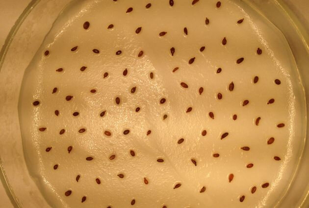 Надо ли замачивать семена перед высевом?