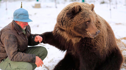 Мужчина спас медвежат провалившихся под лёд, а спустя год вот как медведица отблагодарила его