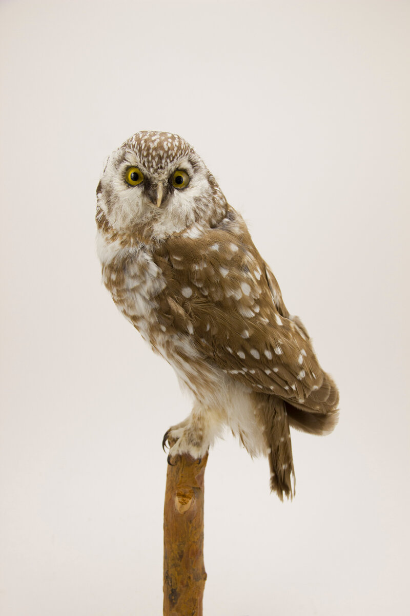 Сыч домовой Athene noctua, самка, Верхне-Услонский р-н, ТАССР,  октябрь 1985 г., пр. Прохоров Экспонат Зоологического музея и гербария им. Э.А.Эверсмана