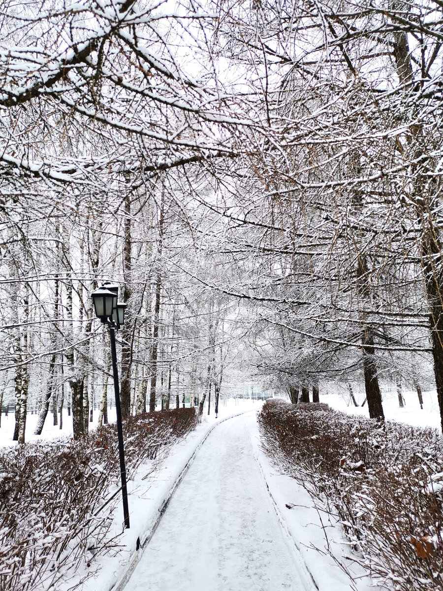Идти по зимнему лесу. Тропинка в зимнем лесу. Прогулка в лесу зимой. Девушка зимой в лесу. Идти по зимнему лесу.