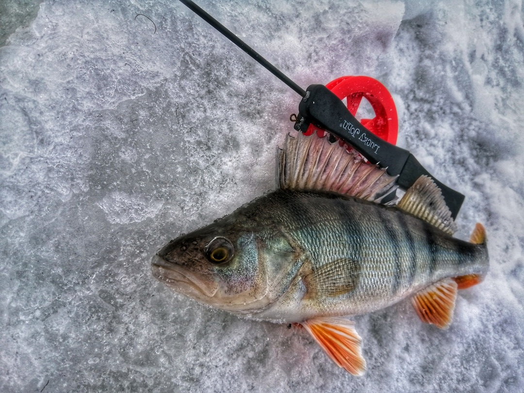 Удочка стоит зимняя. Удочка зимняя "безосевая блеснилка" 280мм, черный/красный (пирс). Удочка зимняя rubicon 50204a. Снасти для зимней рыбалки. Зимняя удочка grifon.