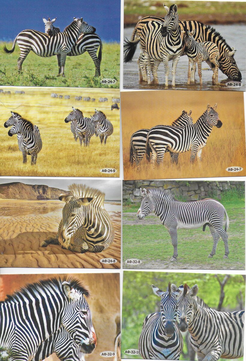 31 августа флор и лавр лошадиный праздник. 31 августа флор и лавр лошадиный праздник. лошадь гороскоп. даты лошадей. даты лошадей.