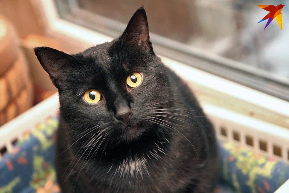 плата за пользование жилым помещением и коммунальные услуги. жкх наниматель. долг за жкх. плата за жилое помещение и коммунальные услуги схема. структура платы за жилое помещение и коммунальные услуги схема.