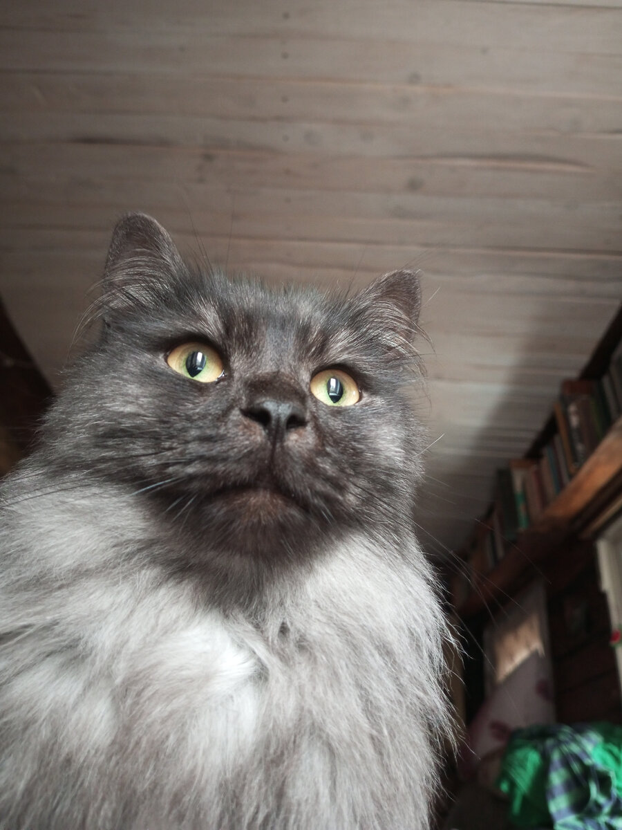 такая вот киска.Но выглядела она сначала не так.