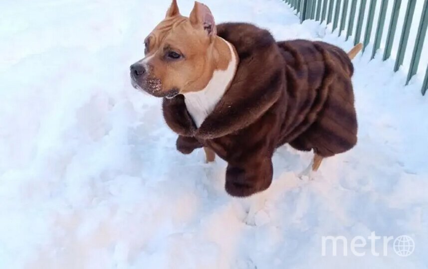    Теперь лапки собаки не мёрзнут.Предоставлено героем материала.