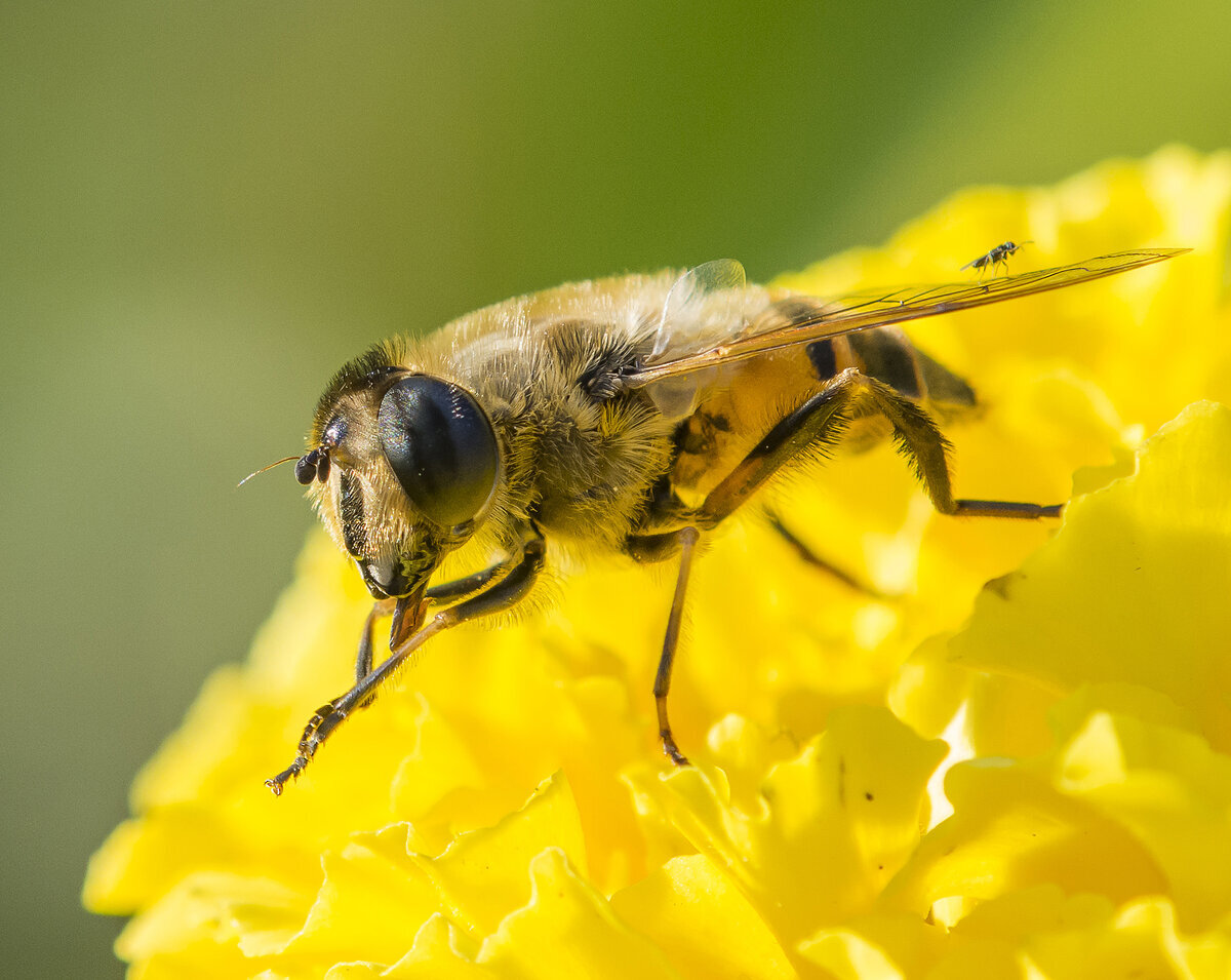 Имя сущ неодуш собств мн ч. Однокоренные слова прилагательные. Дрова в единственном числе. Грибы единственное число. Грибы единственное число.