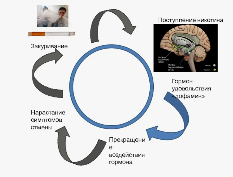 Картинка процесс влияния никотина на нервную систему