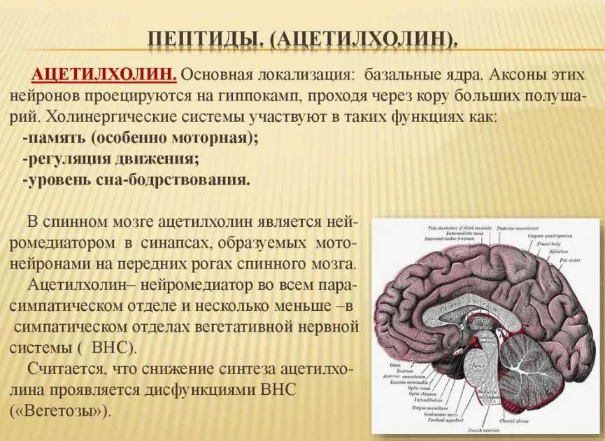 Изображение с описанием ацетилхолина