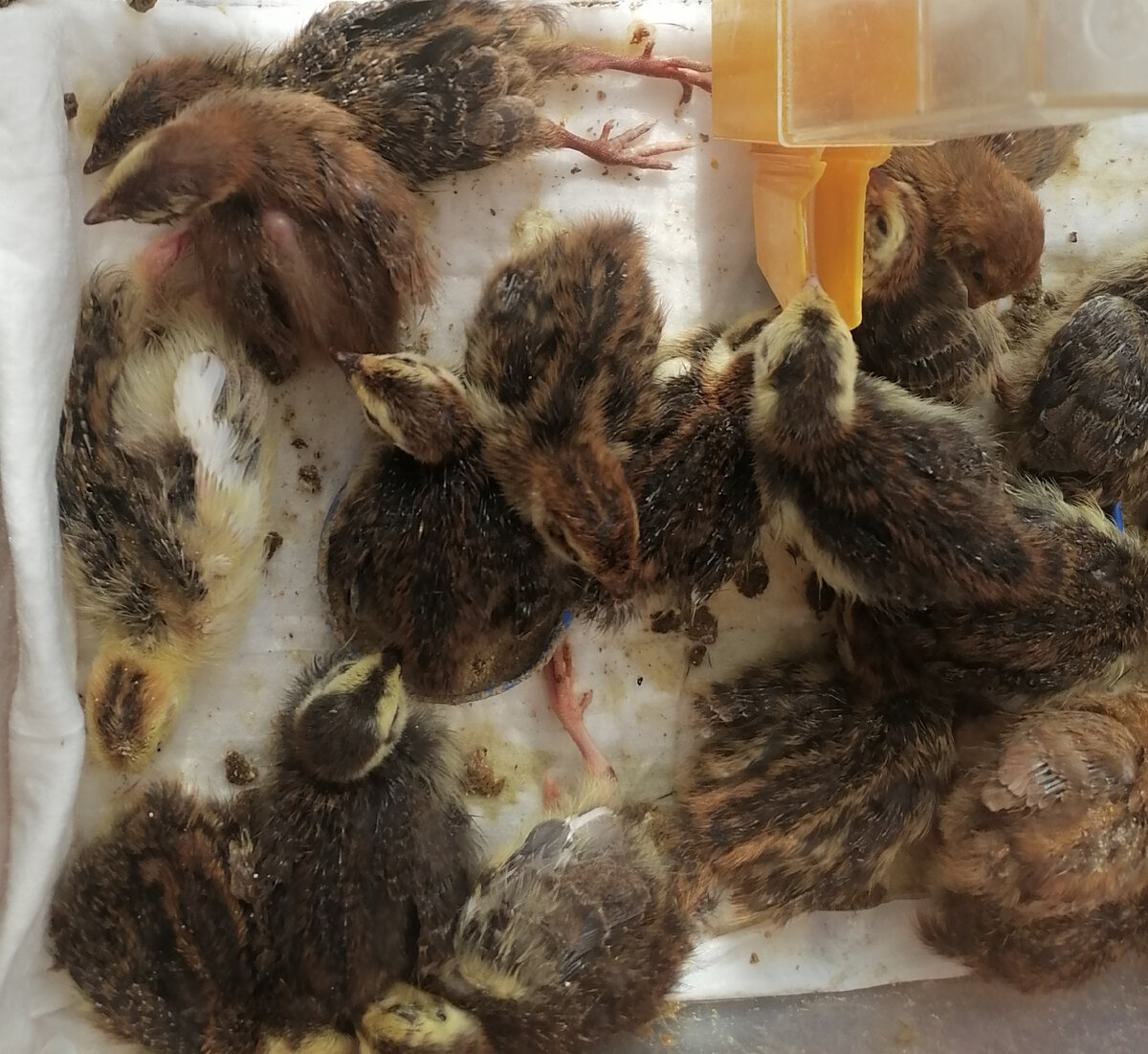 Так забавно отдыхают🤗