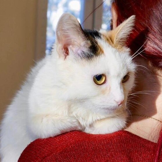 А дело было ночью два маленьких котенка. Маршак котята стихотворение. Иллюстрация у книгу котенок. Стихи для детей. Маршак два маленьких котенка.