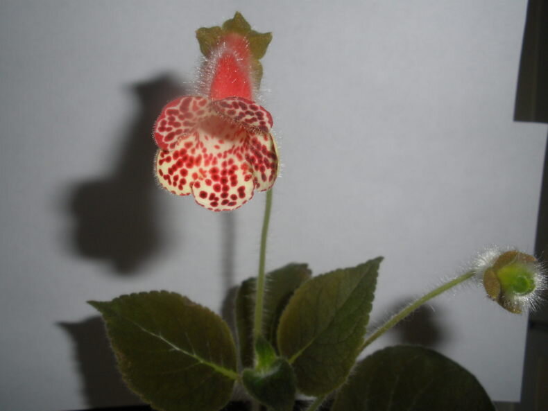 Колерия Bibbi