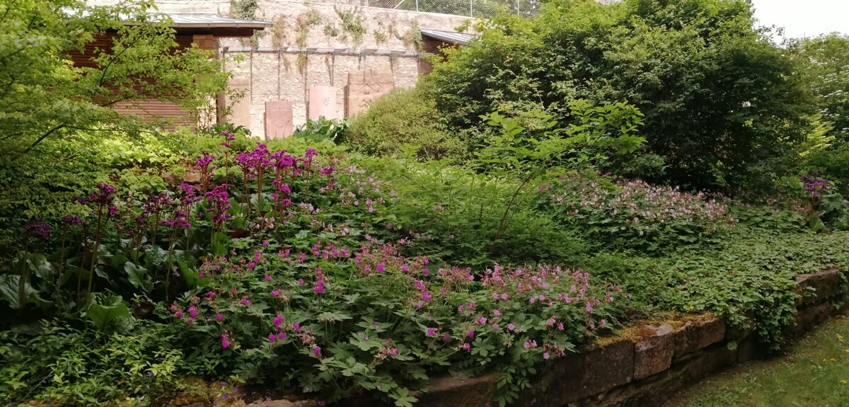 7. Разросшиеся почвопокровники прекрасно справляются со своей задачей и, кроме того, красивы летом... В галерее 3 фото, листайте