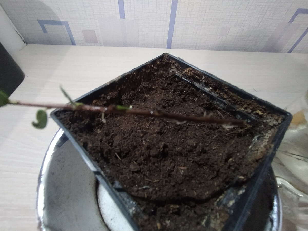 Беленькие корешки на черенке клюквы