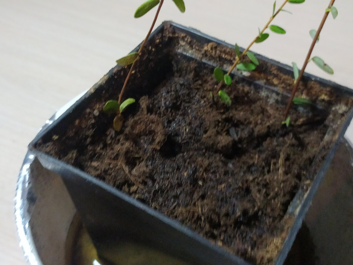 Саженцы клюквы