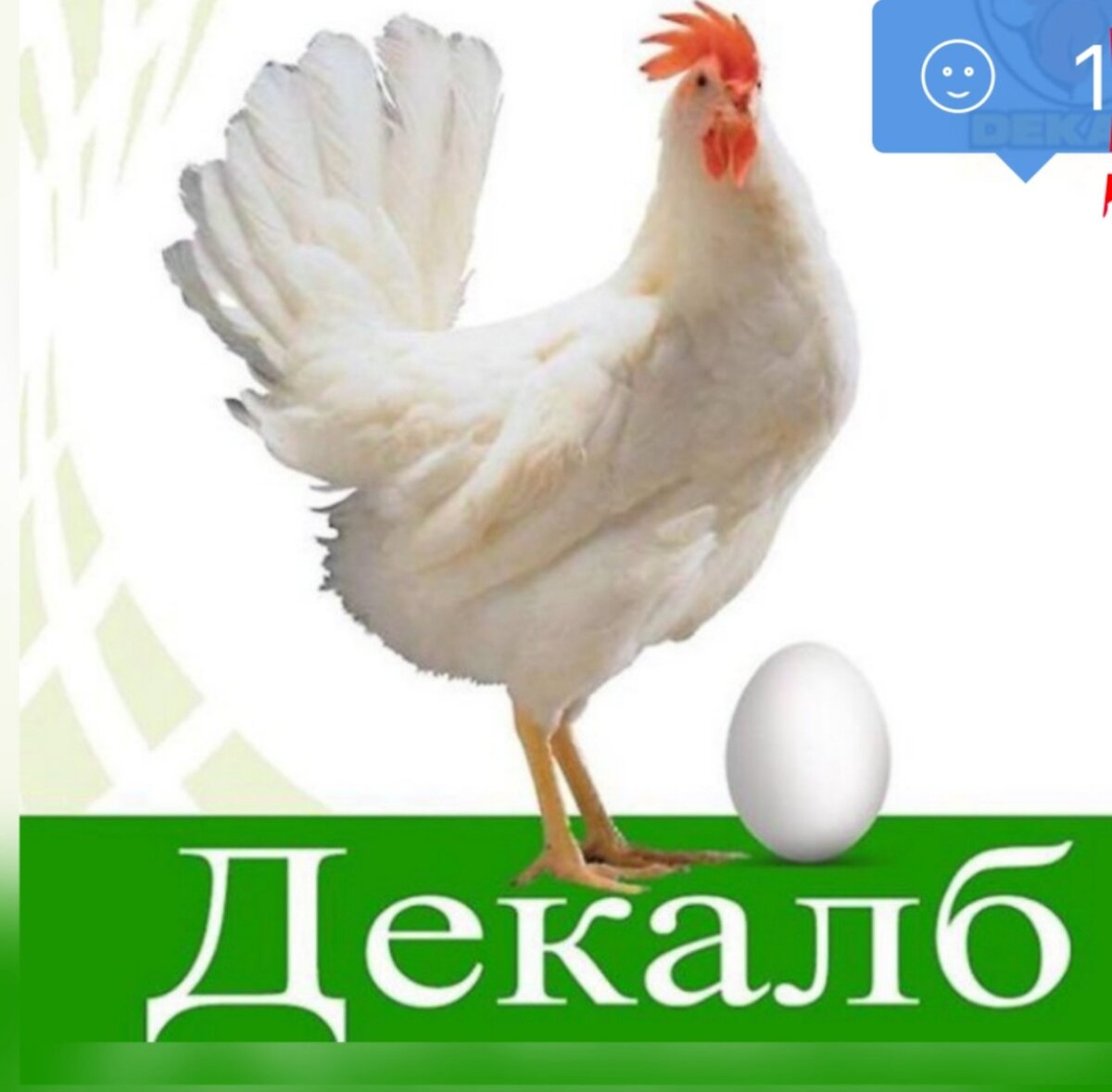 Декабл уайт куры описание отзывы. Декалб Уайт порода. Куры несушки Декалб Уайт. Куры породы Декалб Уайт. Несушка Декалб Уайт.