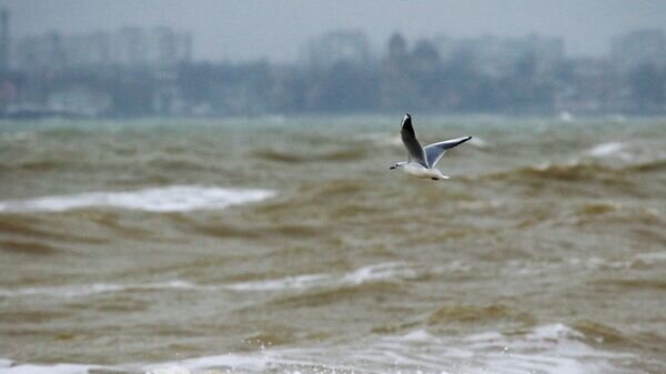    © Sputnik / Алексей Павлишак