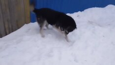 гонщик ники лауда и джеймс хант. охота в норвегии. ненцы ханты манси. сурв хант гайд 9. Wow 3.