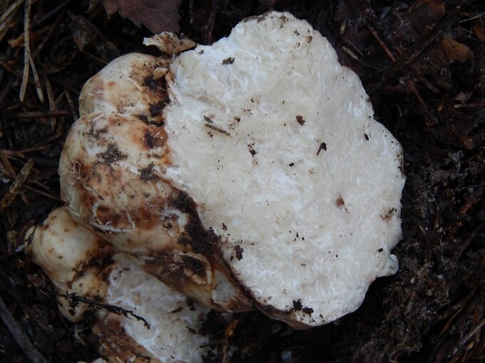 Трюфель Белый