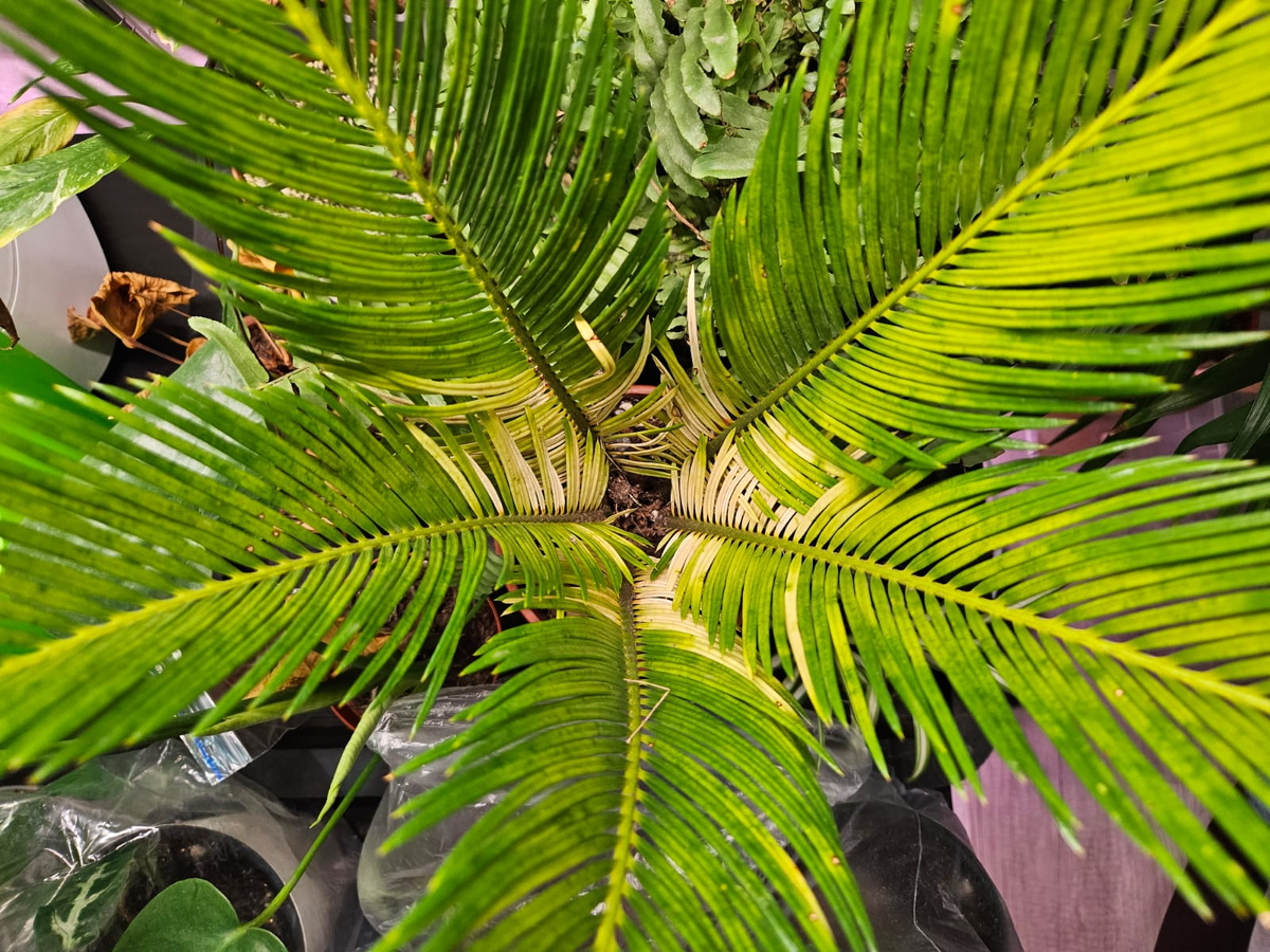 A3 2017 медленнее зарядка. кабель apple lightning. кабель usb type c lightning apple. зарядник для телефона пожелтел. кабель apple lightning.