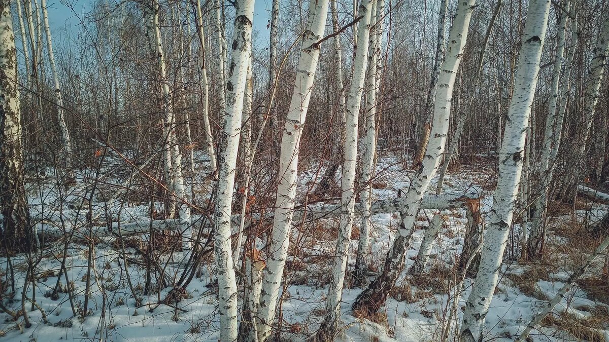 Нижегородский мэр высказался о судьбе березовой рощи | newsnn.ru | Дзен