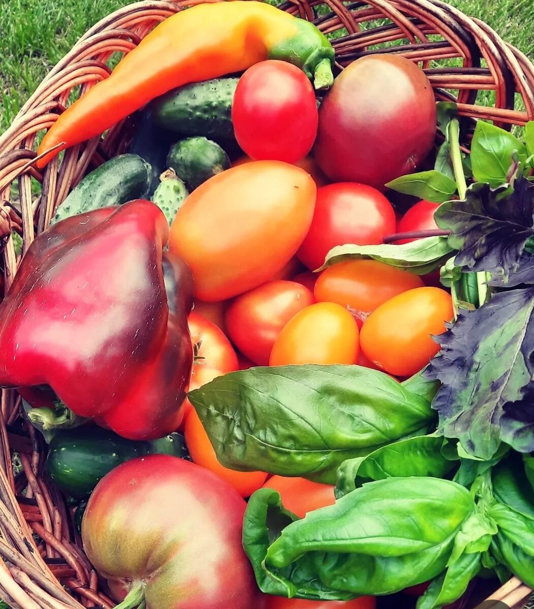 Своя рассада - залог успеха.