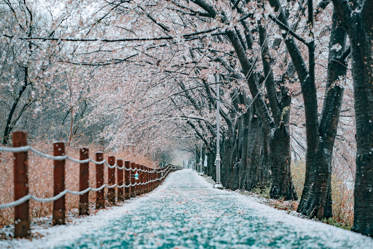 В Японии любование сакурой — многовековая традиция. И любой может почувствовать себя её частью, потому что каждую весну сакура зацветает не только в стране восходящего солнца.-3