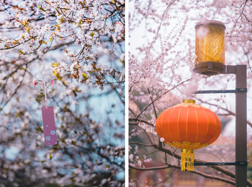 В Поднебесной с приходом весны сакура зацветает в разных регионах. 