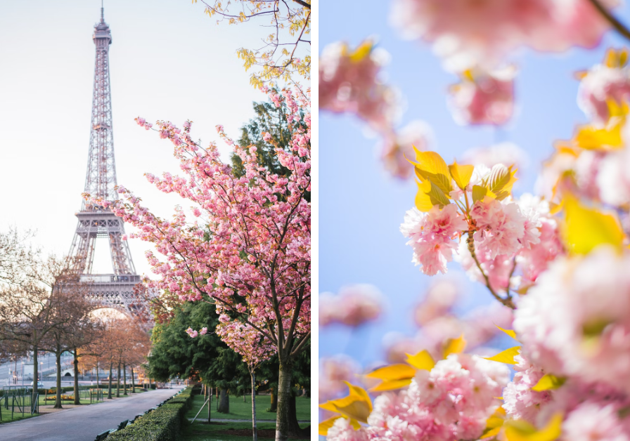 По всему Парижу небольшими участками высажены вишнёвые деревья