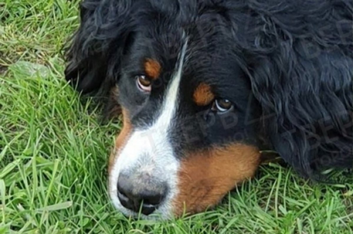    В Твери похищенный пёс вернулся к хозяевам, похудев на 25 килограммов