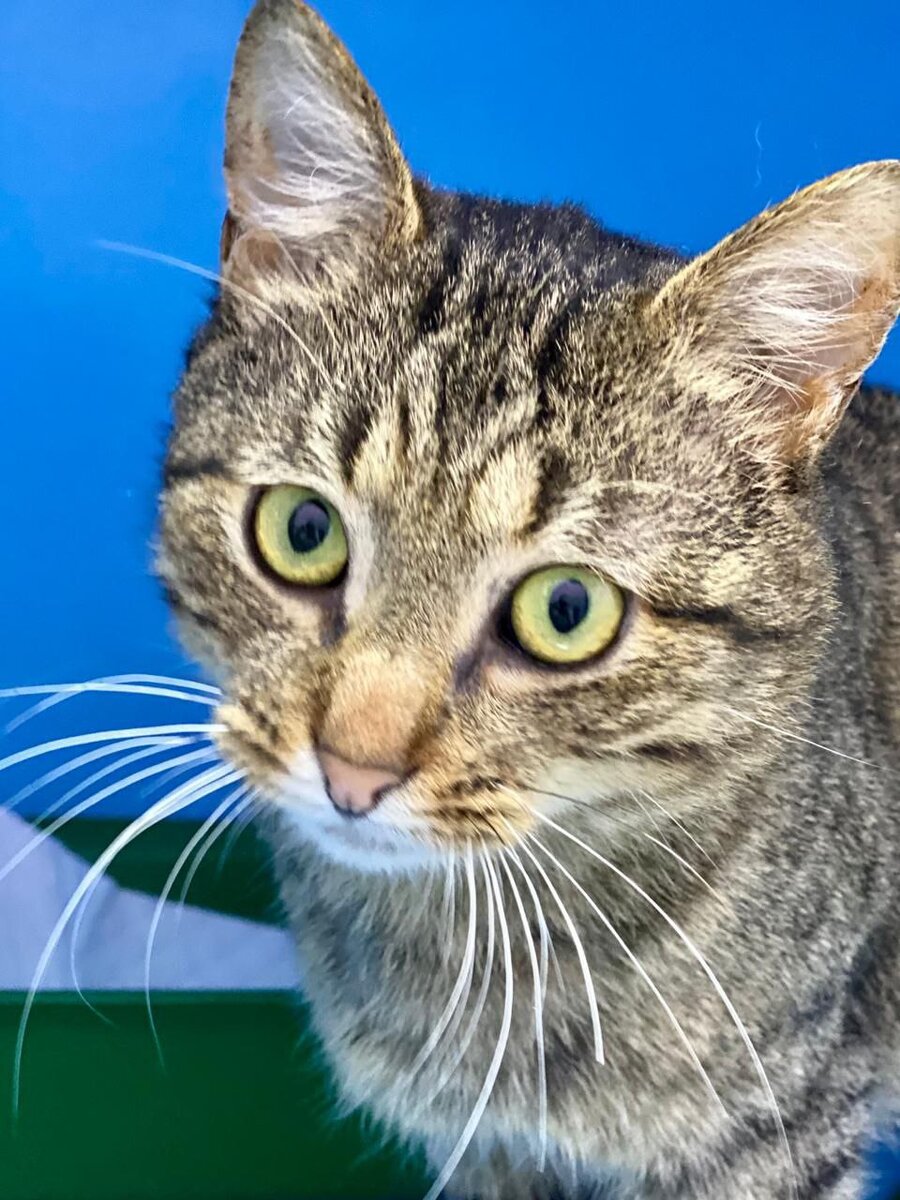 Актёр американский на букву д. Давид герман. Парень 5 букв. Йен сомерхолдер блондин. Уокер актер.