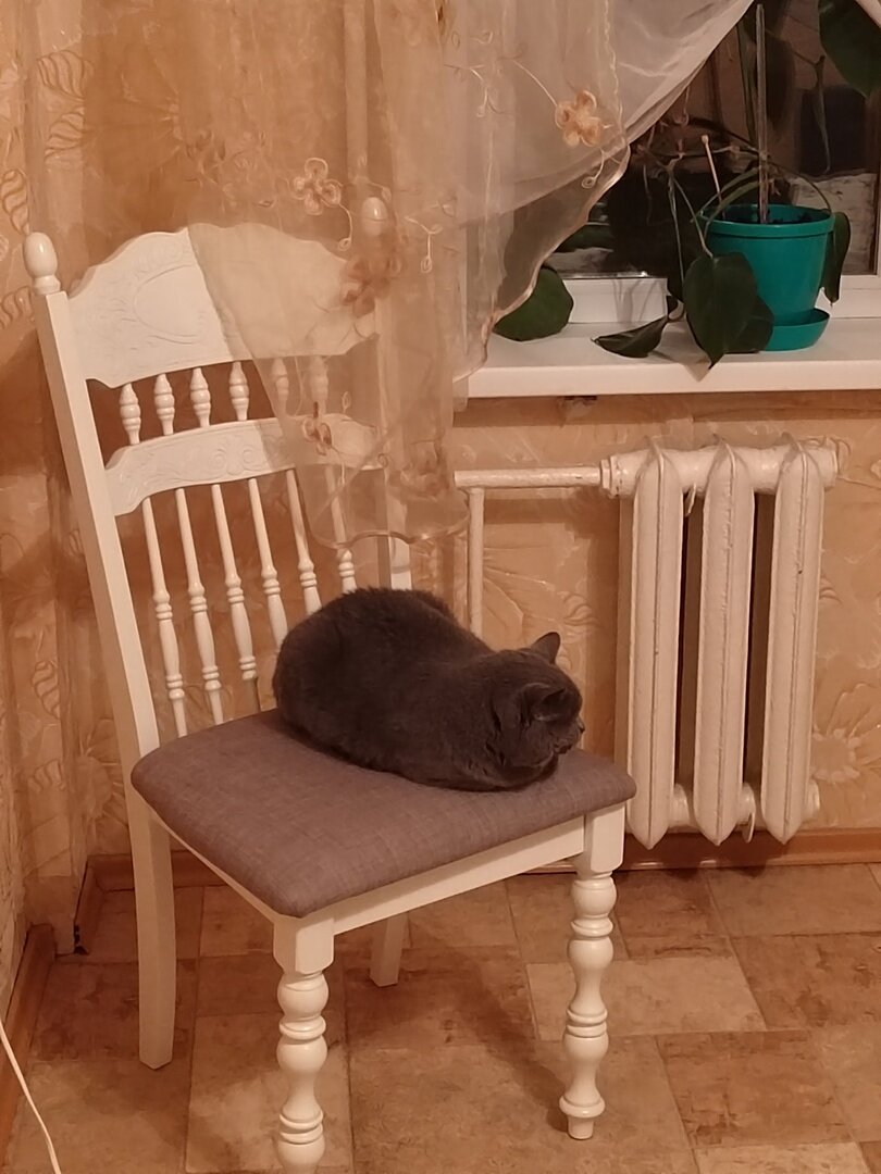 Хитрый план поросенка петра. Возьми стул. Доктор бубновский: «пока не лопнул ни один сосуд в мозгу, заклинаю!». Возьми стул. Поросенок петр.