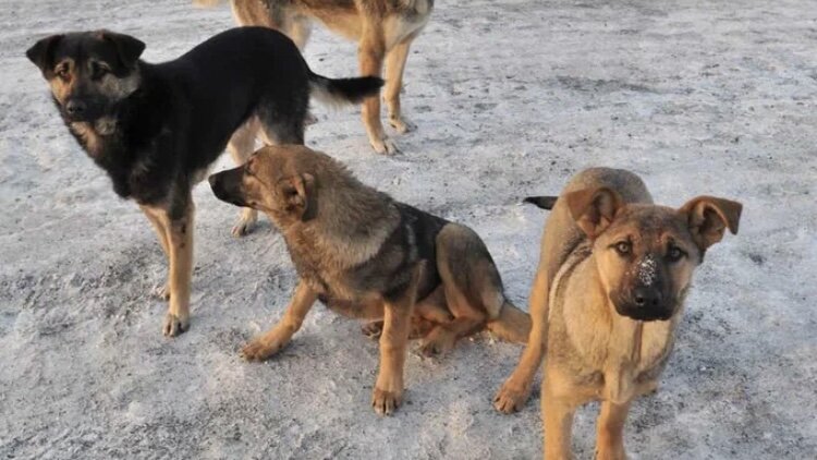 По загородной дороге следует идти. Должен идти строго в. Должен идти строго в. Пешеходам двигаться по проезжей части. Строго по 1 человеку.