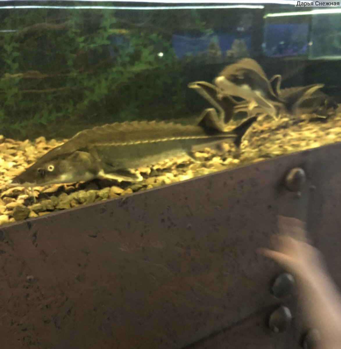 дворец культуры брянск белые берега. White beach анапа. отель белый пляж анапа джемете. белый пляж джемете. приморско-ахтарск краснодарский край море.