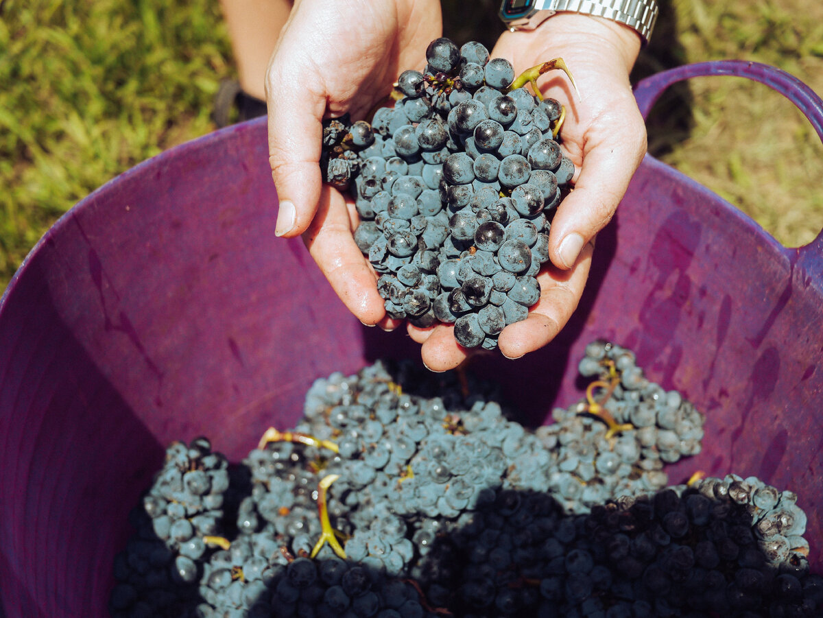 Фотограф: Grape Things: https://www.pexels.com/ru-ru/photo/3840334/