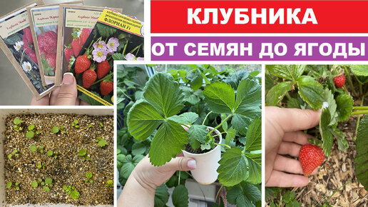 Клубника (земляника садовая) от семян до ягоды