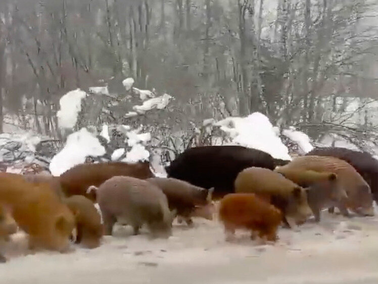 кабаны дикие тверская область. стадо кабанов. кабаны в пензенской области. кабаны в ленинградской области. кабан в ульяновской области.