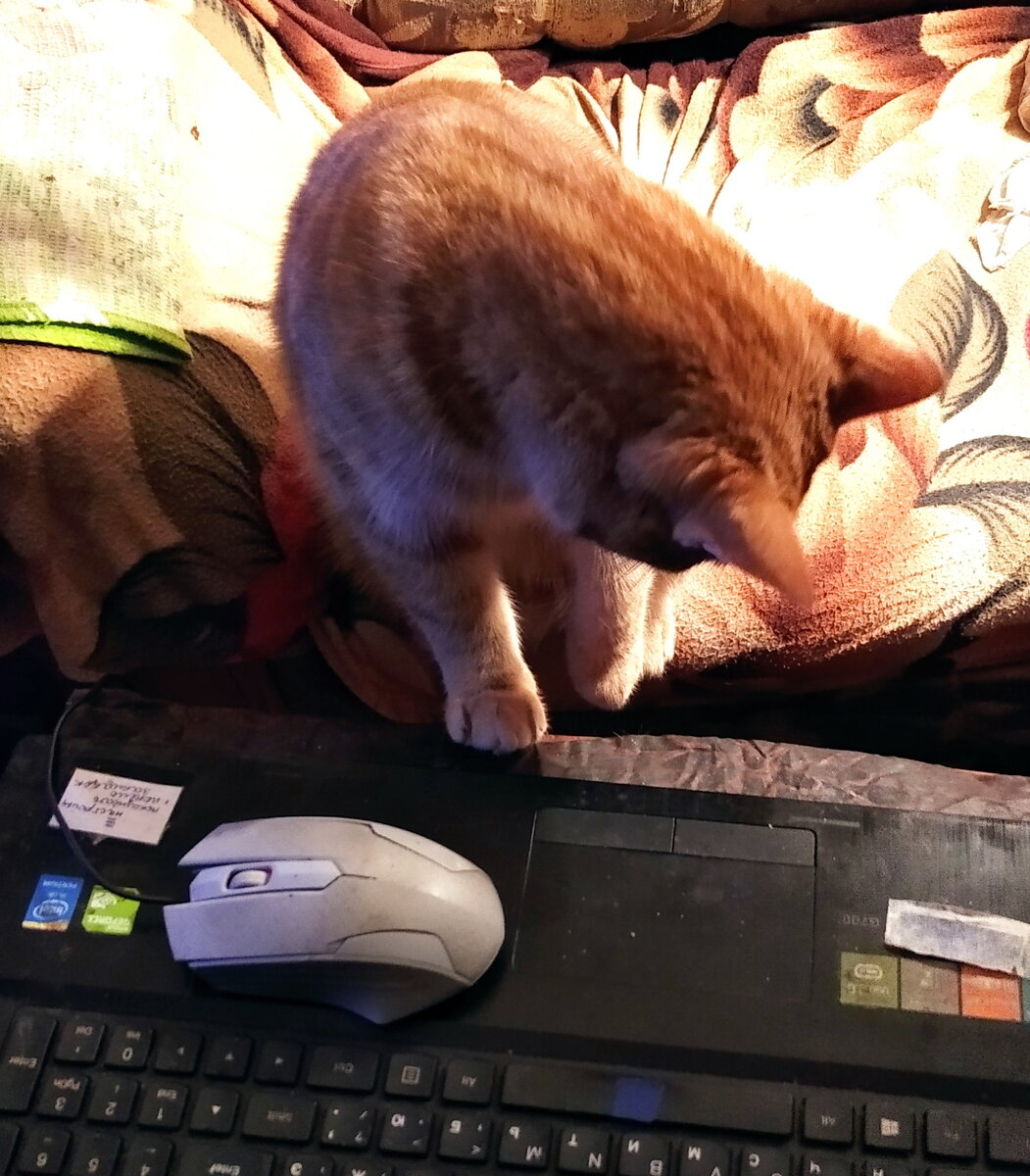 что умеют делать коты. что умеют коты. наведение порядка кошки. средневековые мемы кот. умеют коты читать мысли.