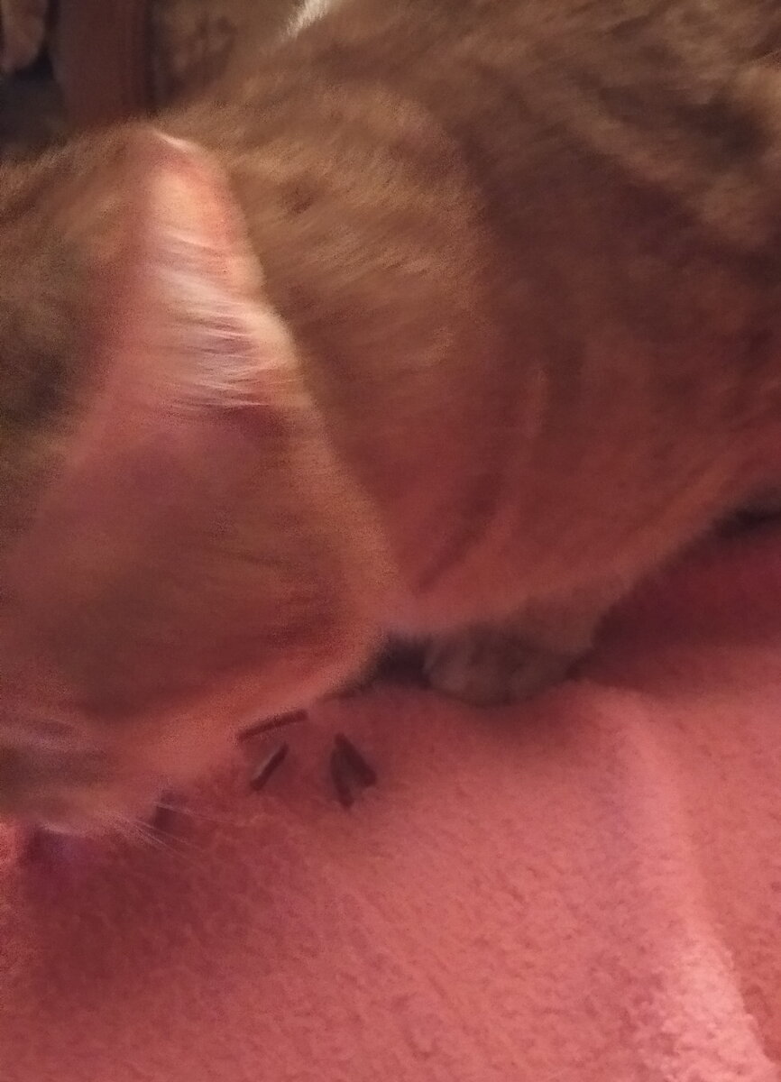 Колыбельная песня текст. Майков. Спи малыш ты мой прекрасный баюшки-баю. Казачья колыбельная лермонтов. Колыбельная майков текст.