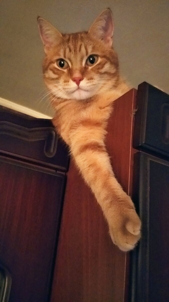 Утро пока. Будильник 5 утра. Кот проснулся. Открытки доброе утро. Утро пока.