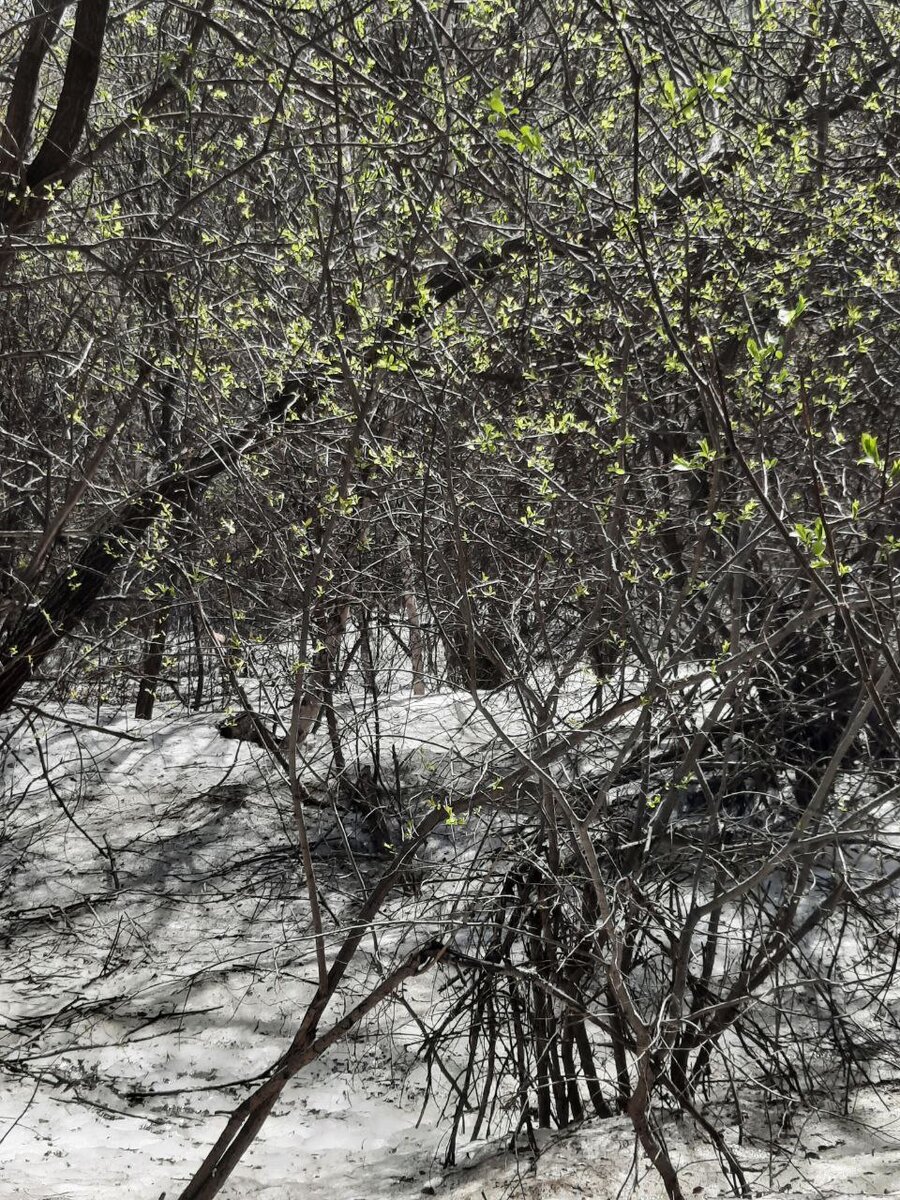 Фото автора. Захотелось уже какой-нибудь весенней фотографии