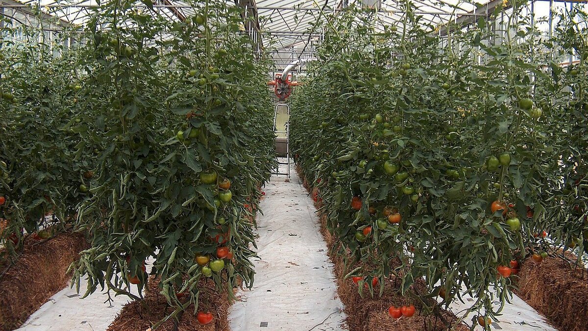 Процессы выращивания культур. Технология выращивание овощных культур. Теплица с овощами. Технология выращивание овощных культур. Агротехника овощных культур.