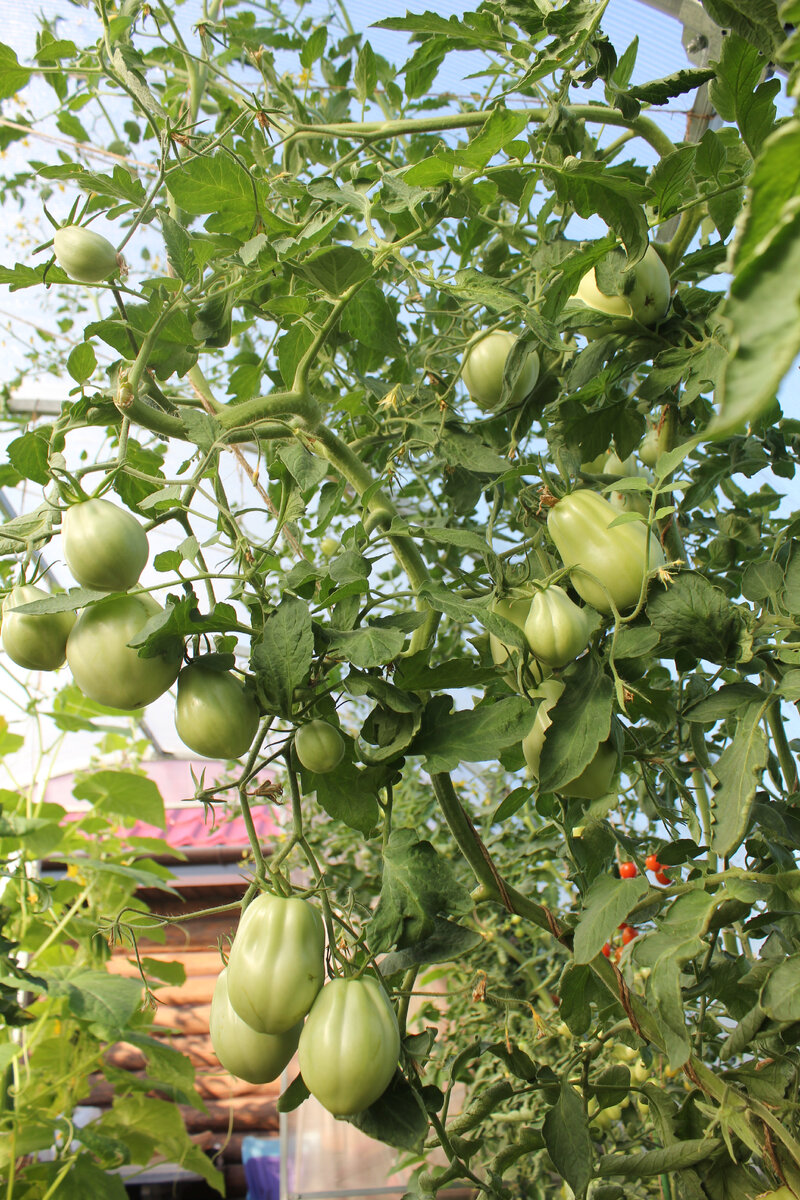 Томат Пузата Хата в теплице. Вторая половина июля. Еще расти и расти!