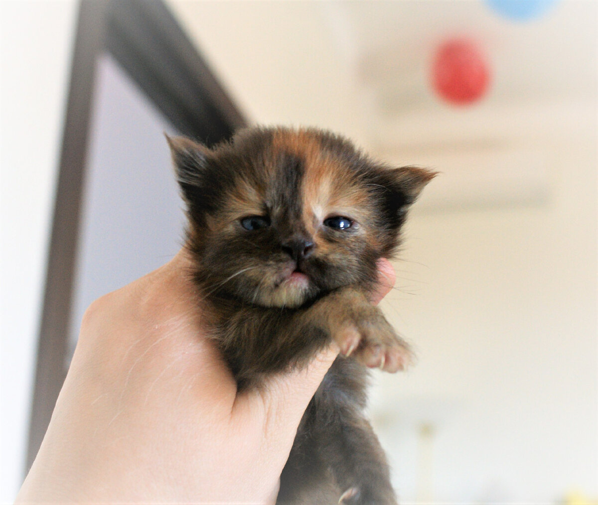 Висячий живот у мейн-кунов. Кастрированный мейн кун. Кот мейн кун кастрированный. Беременный мейн кун кошка. Стерилизация мейн куна кошки.