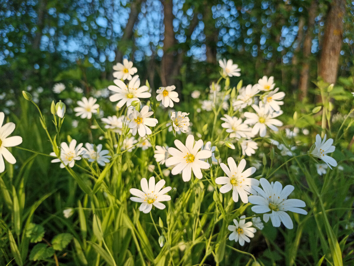 Мои любимые цветы