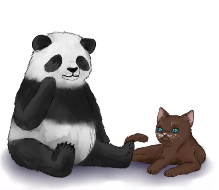 Включи новую панду. Кошка Панда. Панда и котенок. Милые котики панды. Котенок и Пандочка.
