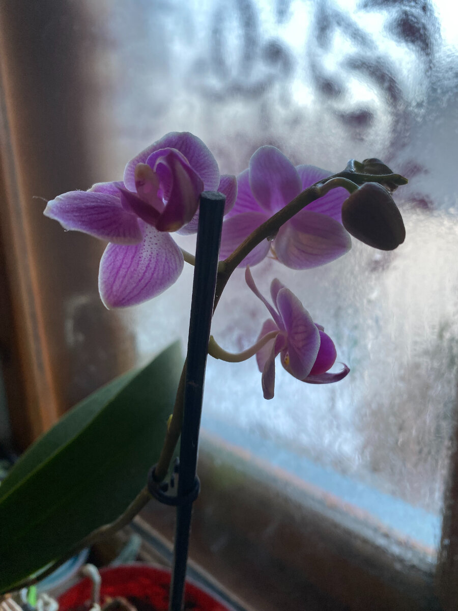 Просто расцвела орхидея