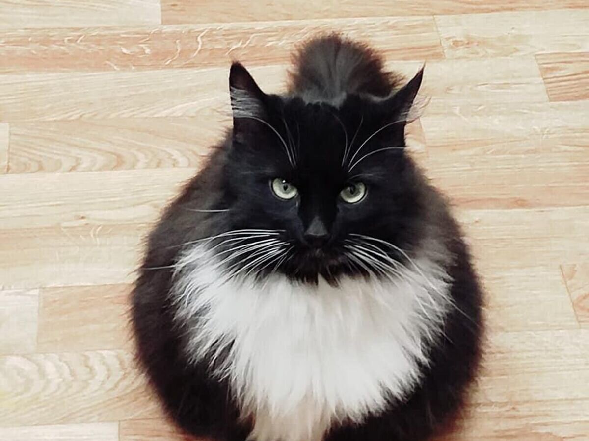    Маркиз-библиокот © Библиотеки Строгино/Вконтакте